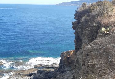 Percorso Marcia Port-Vendres - paulille . cap bear . paulille - Photo