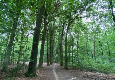 Tour Wandern Oud-Heverlee - Oud-Herverlée - Photo