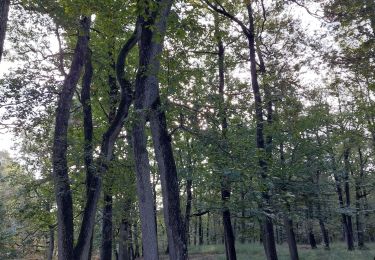 Tocht Noords wandelen Fontainebleau - Bas Breau  - Photo