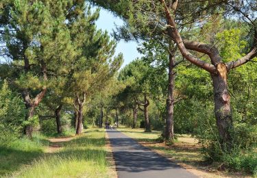 Trail Hybrid bike Biscarrosse - Biscarrosse - Les petits étangs - Photo