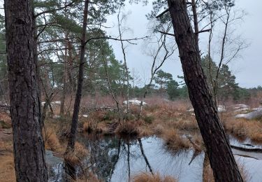 Trail Walking Fontainebleau - Bouligny court Denecourt 9E - Photo