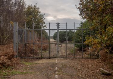 Percorso A piedi East Suffolk - Rendlesham Forest UFO Trail - Photo