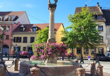 Tocht Stappen Molsheim - Molsheim - Fort de Mutzig - Balade dans les vignes - Photo