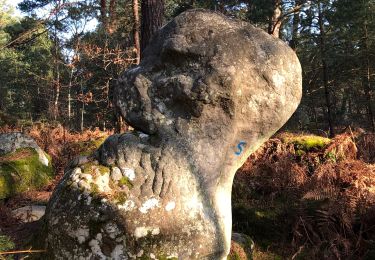 Trail Nordic walking Fontainebleau - Cuvier N3 - Photo