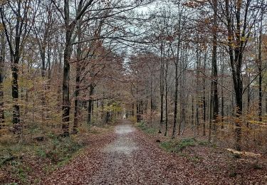 Excursión Senderismo Limbourg - Par Grunhaut - Photo