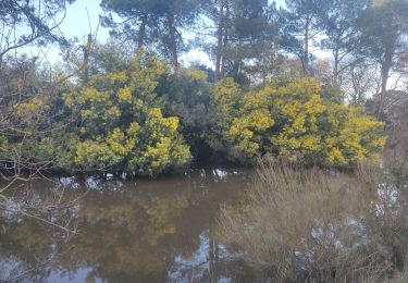 Tocht Stappen Capbreton - Capbreton le boudigaut la chapelle  - Photo