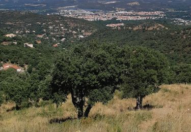 Excursión Senderismo Montesquieu-des-Albères - Collioure Montesquieu les Albères - Photo