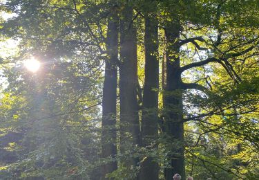 Tour Wandern Nassogne - Nassogne, le laid trou - Photo