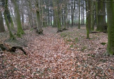 Tocht Te voet Steinhagen - Steinhagen Rundweg A11 - Photo