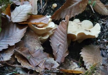 Tocht Stappen Chassignolles - sortie champignon auzon. 01 11 - Photo