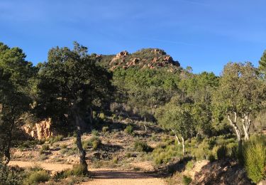 Trail sport Fréjus - Auriasque - Bouverie  - Photo