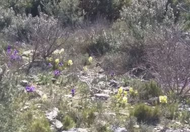 Tour Wandern Montaud - Montaud combe de matamage - Photo