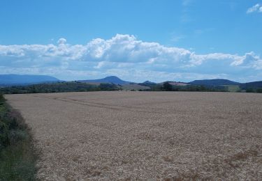 Tour Zu Fuß Bajót - Z+ (Bajót - Panorámaút - Látóerdő ) - Photo