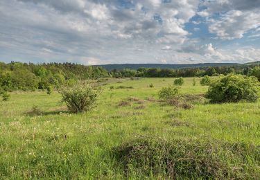 Tour Zu Fuß Ebern - Großer Rundweg Fledermaus - Photo