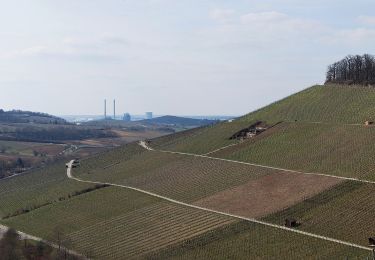 Tour Zu Fuß Weinsberg - WT7 Wein- und Rosenrundweg Weinsberg - Photo