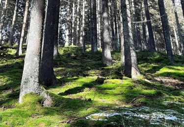 Trail Walking Malmedy - Trôs-Marèts - Photo