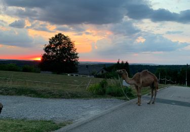 Trail Horseback riding Lambach - Promenade autour de Bitche - Photo