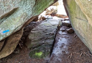 Tocht Stappen Fontainebleau - Fontainebleau sentier Denecourt 9 ouest - Photo