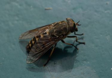 Tocht Te voet Krailling - Hügelgräber im Kreuzlinger Forst - Photo