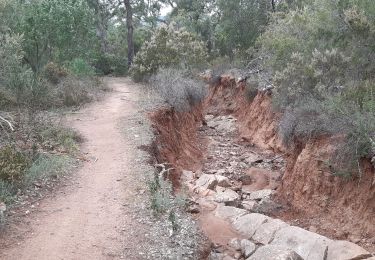 Randonnée Marche Cuers - Cuers .la bouisse , le roucas de mounier - Photo