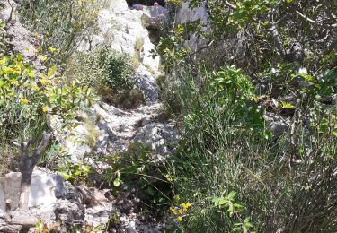 Trail Walking Toulon - Baou des 4 Auros - Photo