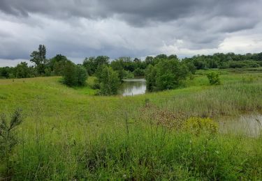 Excursión Senderismo Weil am Rhein - île du Rhin PCA côté allemand  - Photo