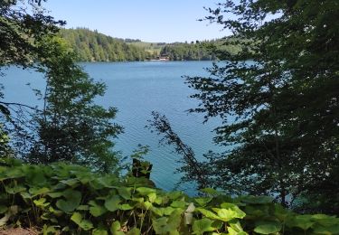 Excursión Senderismo Besse-et-Saint-Anastaise - Lac Pavin  - Photo