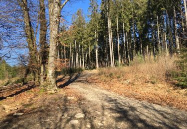 Randonnée Marche Saint-Vith - Forêt infinie - Photo