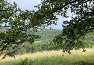 Excursión Senderismo Olne - Drève de forêt par Gelivaux - Photo