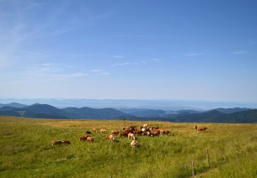 Tocht Te voet Schönau im Schwarzwald - Schönau - Belchen - Photo