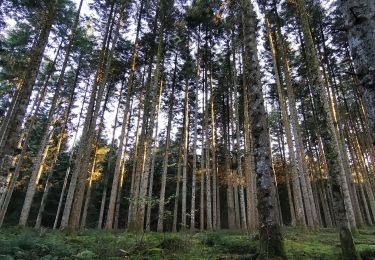 Randonnée Marche Charensat - forêt de Charensat - Photo