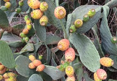 Tocht Stappen Canet-en-Roussillon - petit tour à l´arboretum de Canet ... bof bof bof  - Photo
