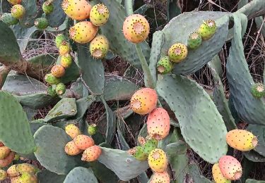 Tour Wandern Canet-en-Roussillon - petit tour à l´arboretum de Canet ... bof bof bof  - Photo