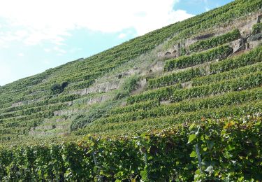 Excursión A pie Lauffen am Neckar - Panoramaweg Hölderlin und Wein (RWW1) - Photo