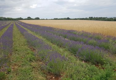 Percorso Marcia Valensole - Valensole - L'Adret de Notre Dame - Photo