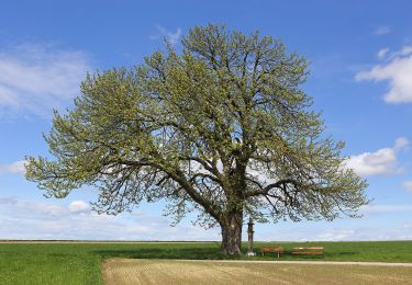 Tour Zu Fuß Gemeinde Zwettl-Niederösterreich - Seeteichweg 11 - Photo