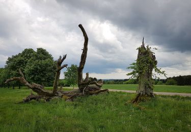 Percorso A piedi Herbrechtingen - Urweltpfad Bolheim - Photo