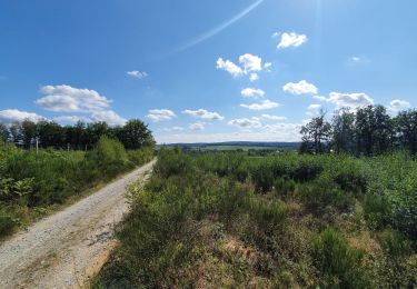 Tocht Stappen Saint-Hubert - rando ornitho arville 10/09/2020 - Photo