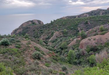 Tour Wandern La Ciotat - la ciotat calanques depuis ND de la Garde - Photo