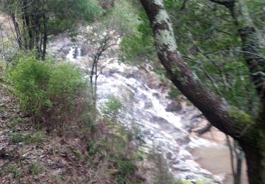 Trail Walking Tanneron - Tanneron les mimosas - Photo