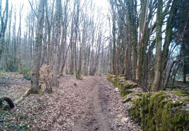 Excursión Senderismo Besançon - Forêt de CHAILLUZ - Photo