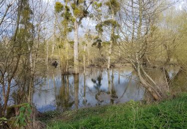 Trail Walking Blaison-Saint-Sulpice - Autour de Gohier - Photo