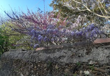 Percorso Marcia Laroque-des-Albères - Laroque-des-Albères . ballade de 2 fontaines  - Photo