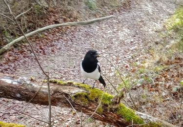 Tour Wandern Coincy - La Hottée ADR du 07-01-2022 - Photo