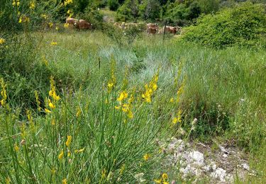 Trail Walking Saint-Clément-de-Rivière - convalescence  - Photo