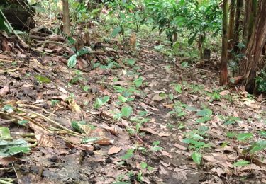 Percorso Marcia Chone - Cacao área del poso - Photo