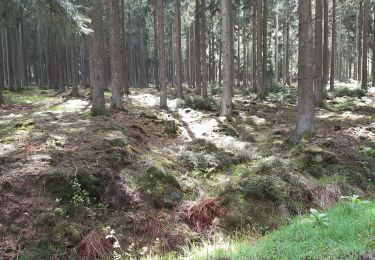 Trail Walking Spa - spa . bronrome . thier des rexhons . spa  - Photo