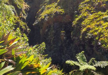 Tour Wandern Saint-Claude - Soufrière sommet - Photo