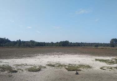 Trail Walking Kalmthout - Kalmthoutse Heide - Photo