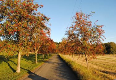 Randonnée A pied Markneukirchen - Wernitzgrüner Rundweg - Photo